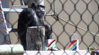 San Francisco Zoo chimpanzee