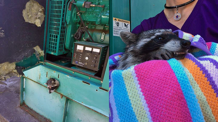 sf-raccoon-0308