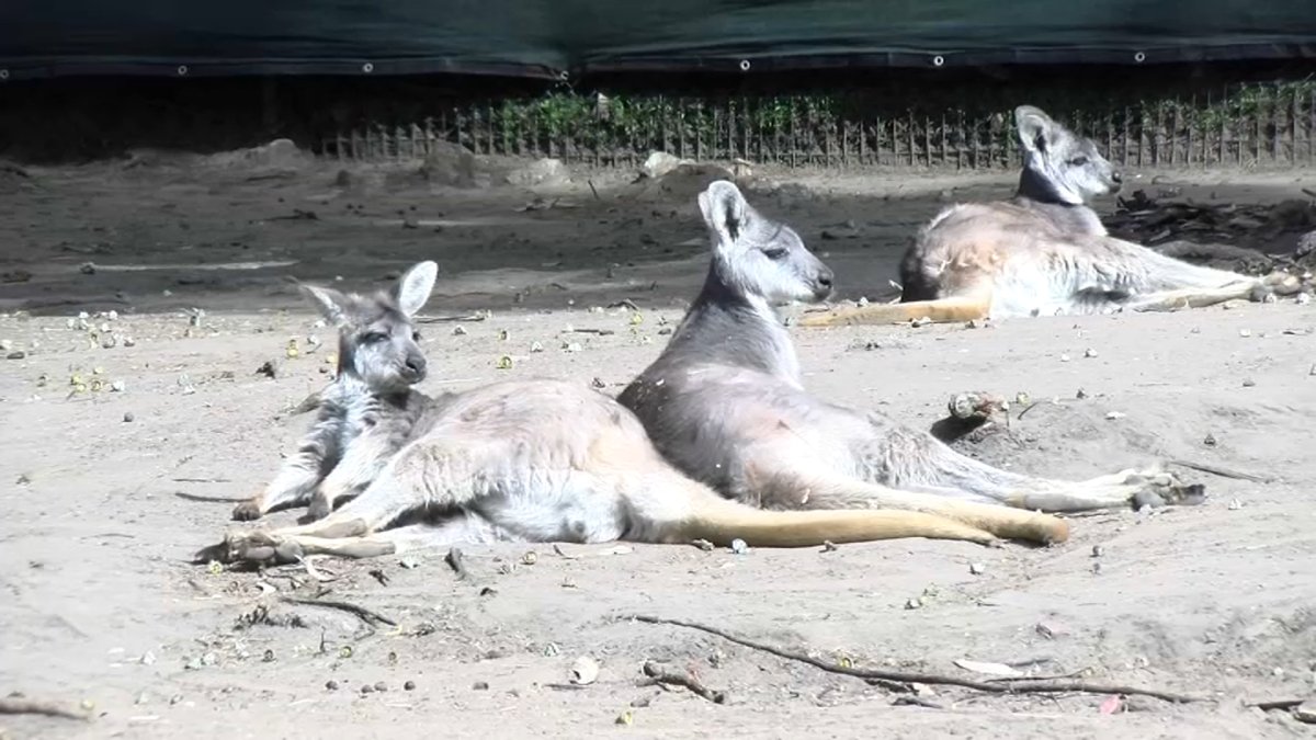 Mountain Lion Suspected of Killing 3 Animals at the San Francisco Zoo