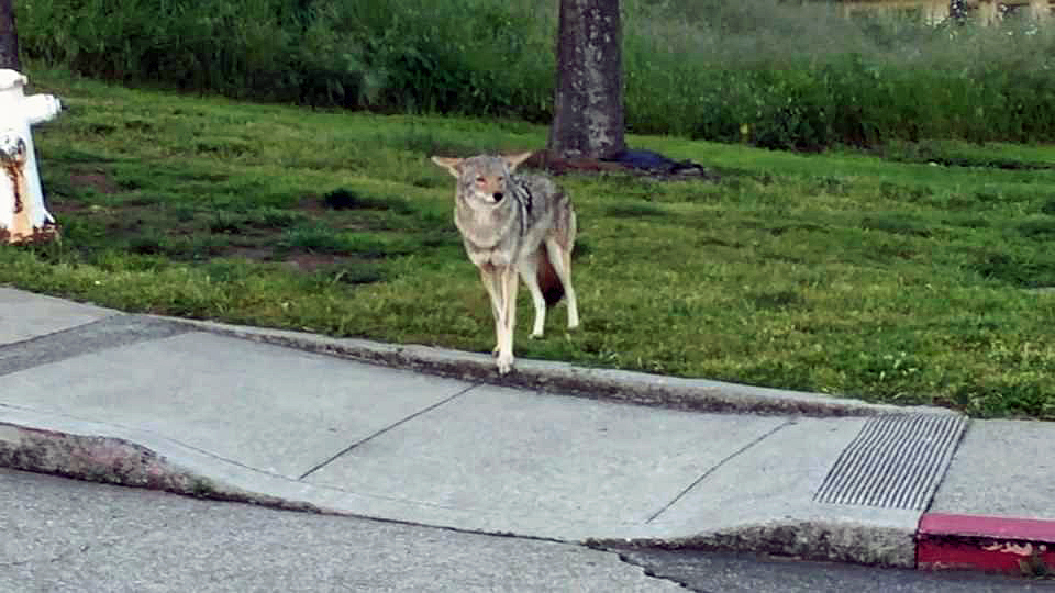 Coyote Sightings On The Rise In San Francisco Nbc Bay Area