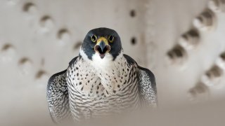 A vocal peregrine falcon parent