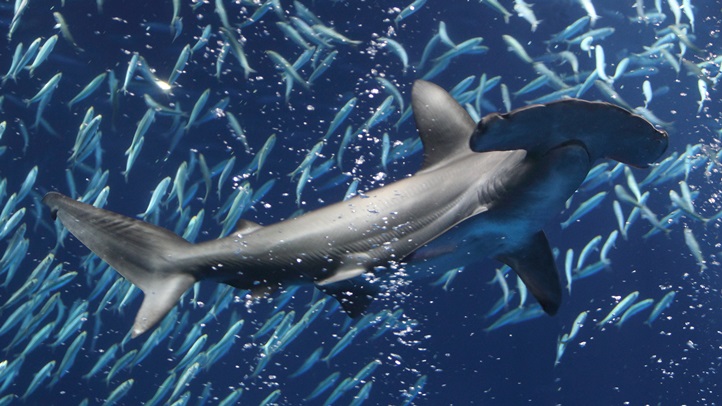sharkdaysmba1224