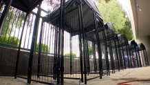 shelter dog kennels 4