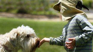generic dog park