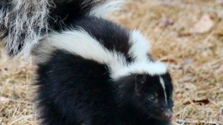 Pets-Skunks and Dogs