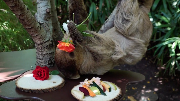 slothsimmzys