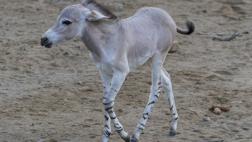 somaliwildasscalf