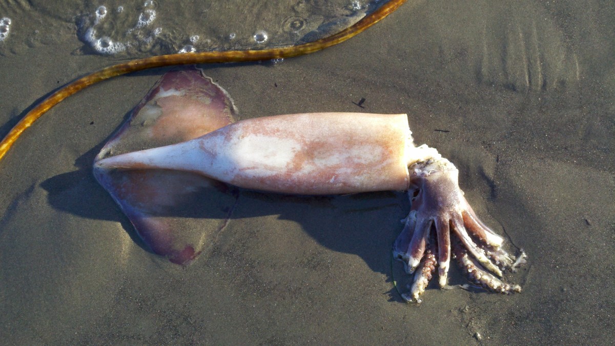Scientists Puzzled Why Squid Washing Up in Santa Cruz County NBC Bay Area