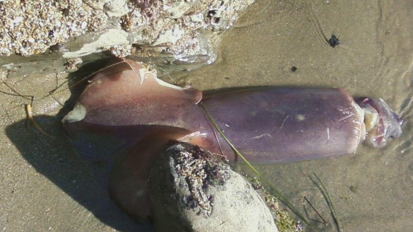 squid4