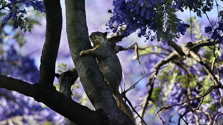50852018DM016_jacaranda