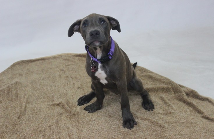 stella pup