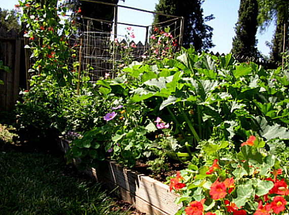 sustainablegarden(2)