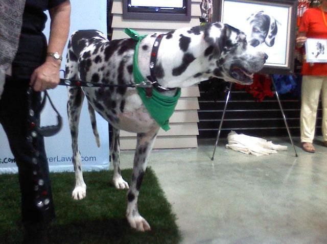 World's Tallest Dog