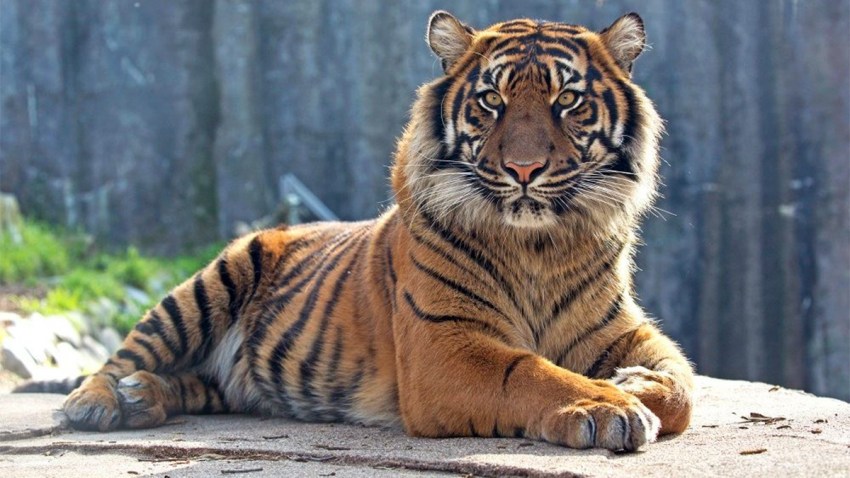 tiger-bday