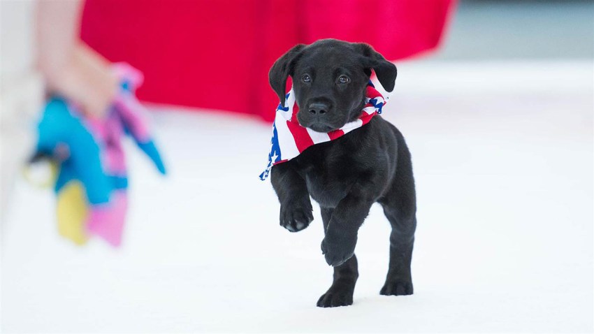 today-show-pup-charlie