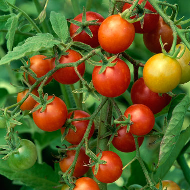tomatoe growing class