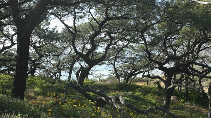 torreypinetrees