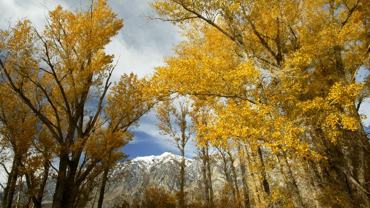 trees2745020