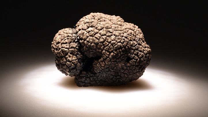 truffle_in_studionapa