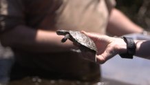 turtle release