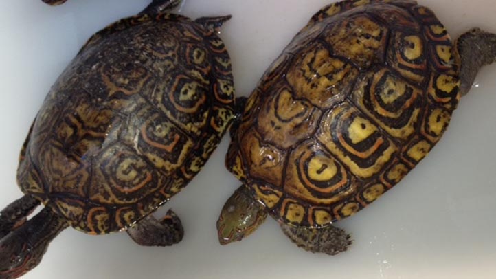 turtles raw
