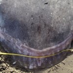 uc-santa-barbara-hoodwinker-sunfish-above-view-clavus-3