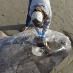 uc-santa-barbara-hoodwinker-sunfish-jessica-nielsen-2