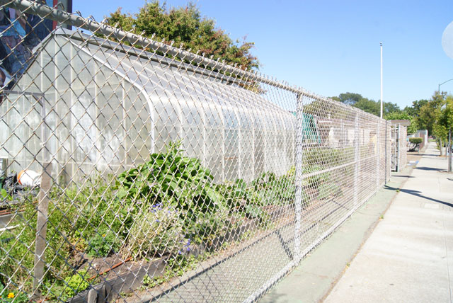 urban farming-48