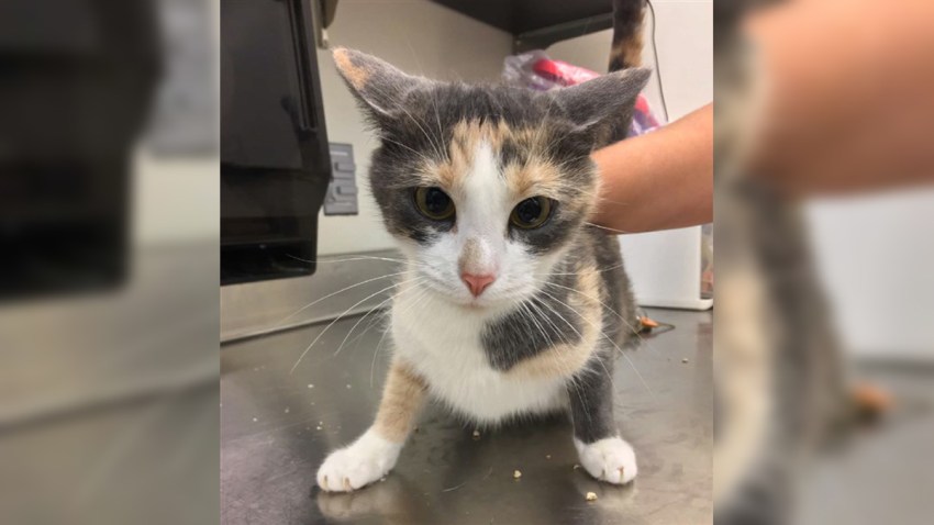 usda-feline-cat