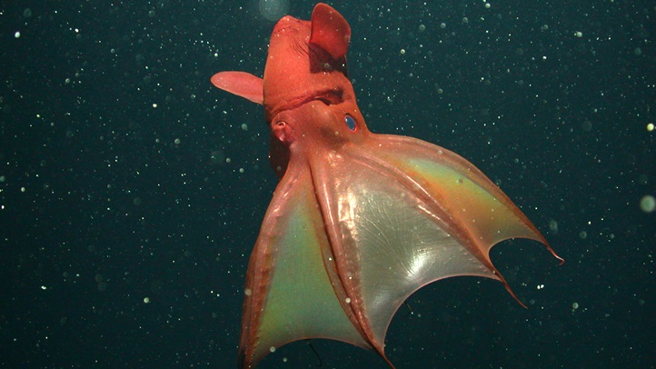 vampiresquid345