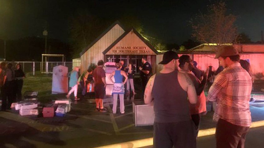web-160316-humane-society-of-southeast-texas-fire-dogs-die-yh-0245p_5bf4a9e4f03b2d25bd68c43d883982ef.nbcnews-ux-2880-1000