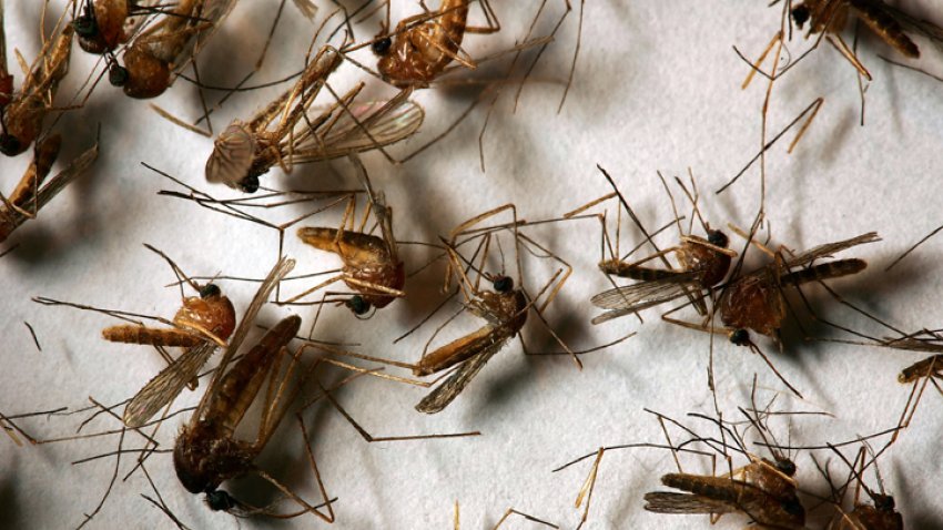 Mosquitoes in Southern California Test Positive for West Nile Virus and ...