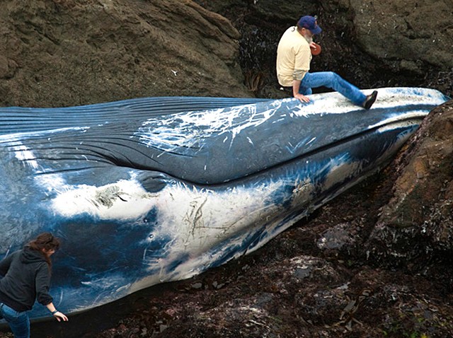 Whale, 7 Stories Long, Beaches on Coast – NBC Bay Area