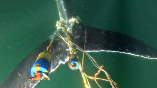 A humpback whale is tangled up in fishing gear