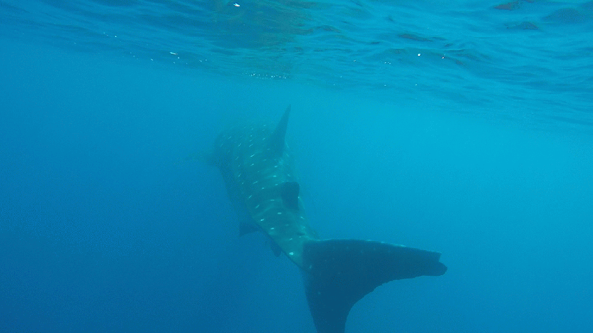 whale shark san diego gif 1 1004