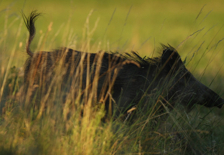 wildboar