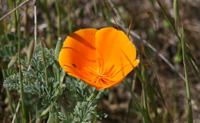 wildflowerhikediablo1