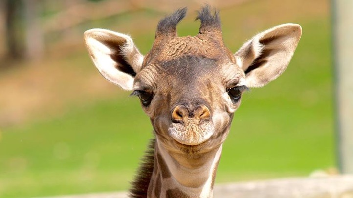 worldgiraffedayjennysloat2