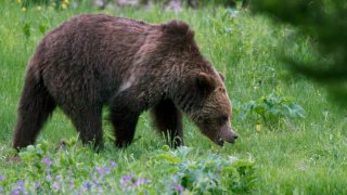 Yellowstone Grizzly Bears