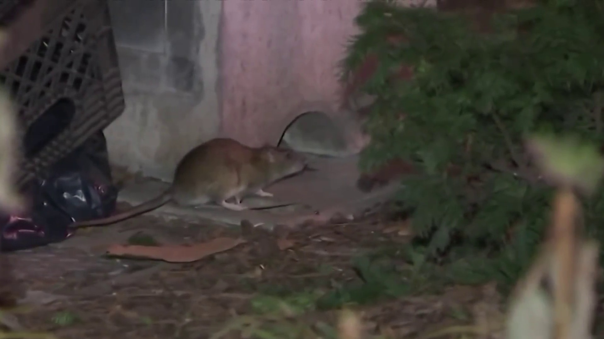 Rats Plague Outdoor Seating at NYC Restaurants NBC Bay Area