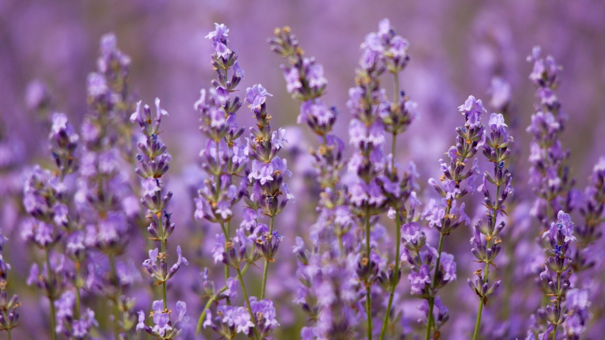 Lavender burgers to lavender treats: 123 Farm's fragrant season is flavorful
