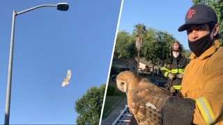 Firefighters in Pleasanton rescued an owl trapped in a kite string.