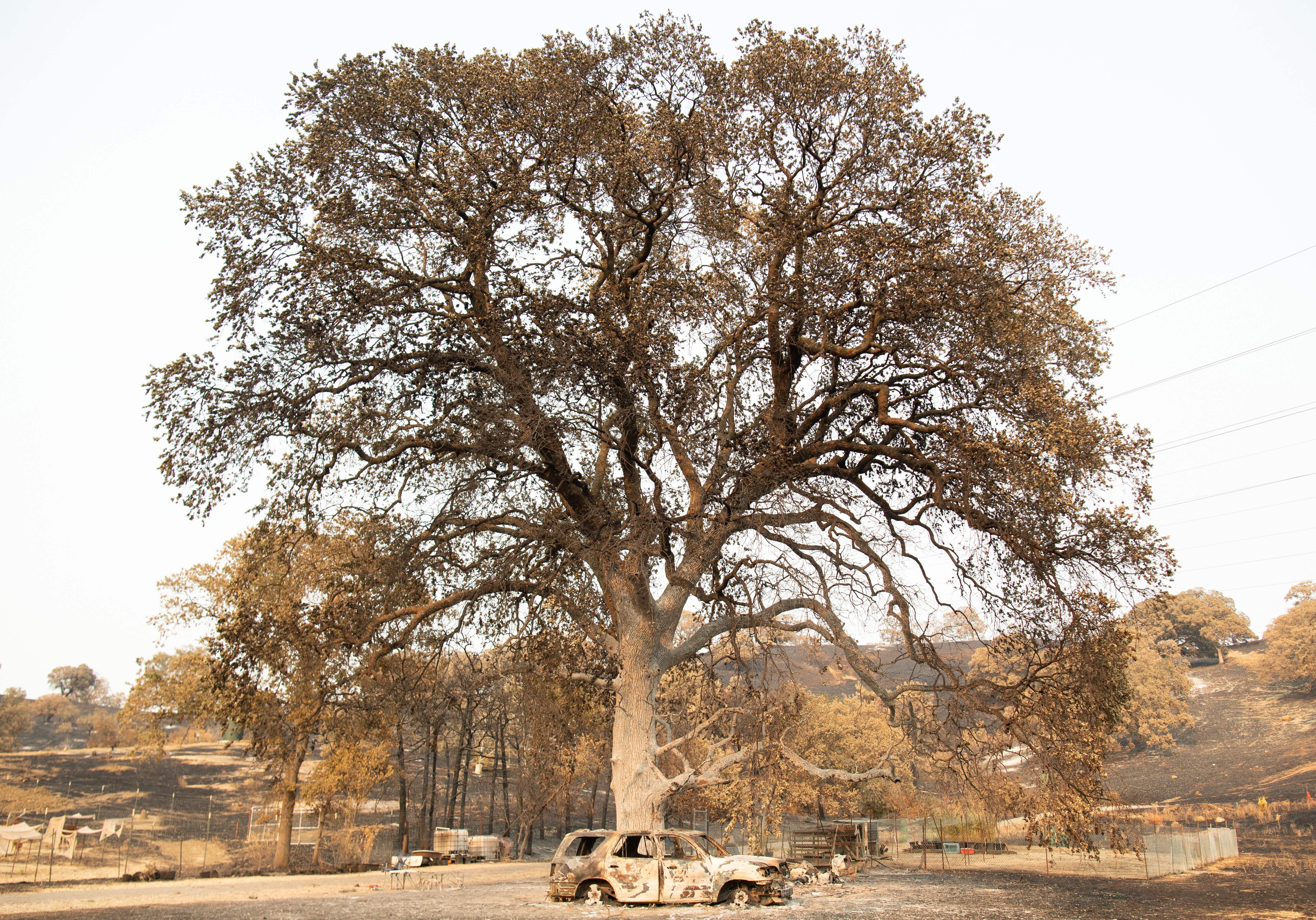 A burned vehicle sits parked under a charred tree during the LNU Lightning Complex fire in Vacaville, California on August 24, 2020. – Thousands of firefighters made small progress on August 24 as they battled to contain historic wildfires in California, with potentially dangerous lighting storms proving milder than expected and temperatures easing.<br />
Governor Gavin Newsom said some 625 fires were burning throughout the state and had scorched more than 1.2 million acres — nearly the size of the Grand Canyon. (Photo by JOSH EDELSON / AFP) (Photo by JOSH EDELSON/AFP via Getty Images)
