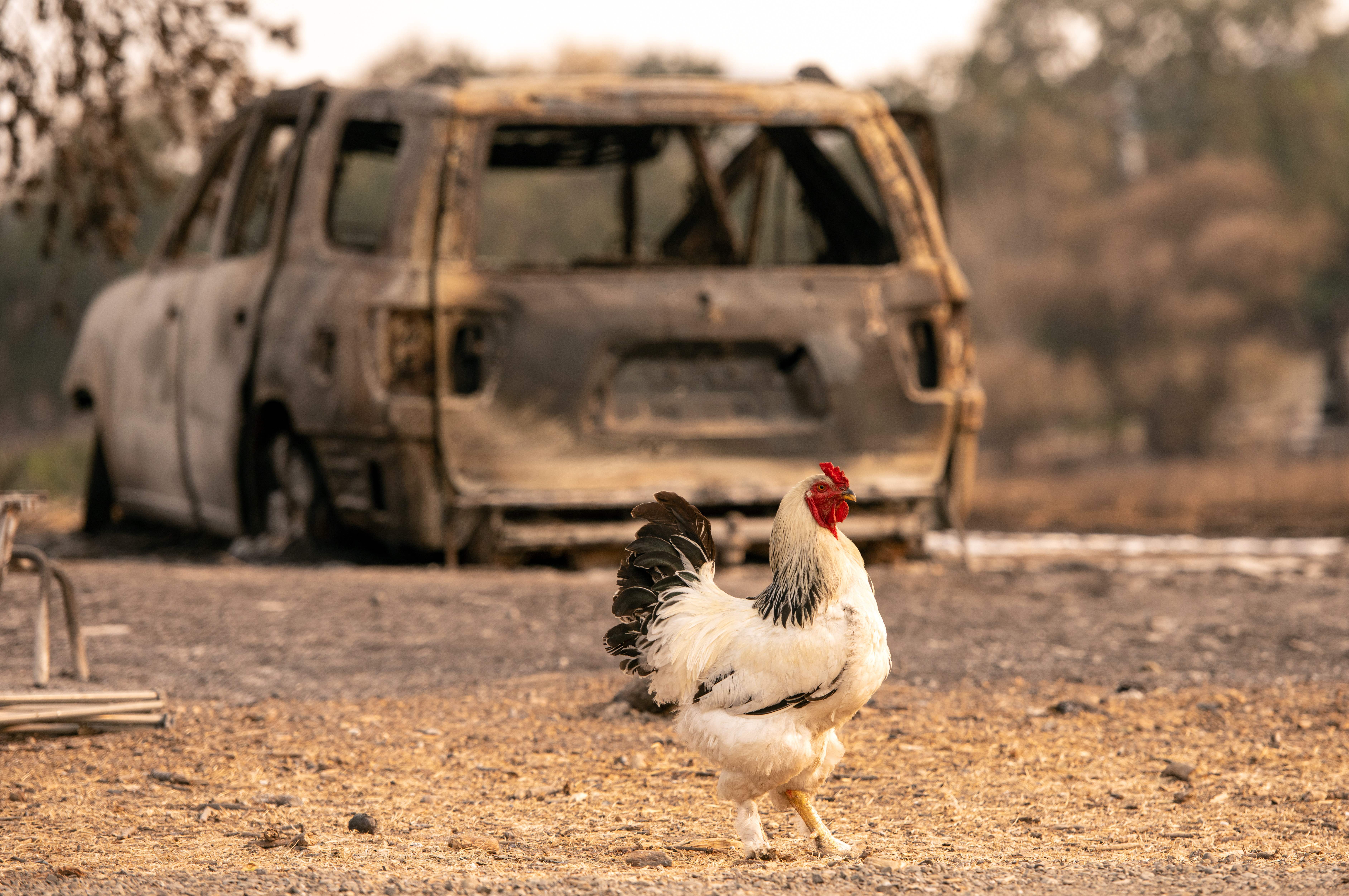 A rooster walks by a burned vehicle during the LNU Lightning Complex fire in Vacaville, California on August 24, 2020. – Thousands of firefighters made small progress on August 24 as they battled to contain historic wildfires in California, with potentially dangerous lighting storms proving milder than expected and temperatures easing.<br />
Governor Gavin Newsom said some 625 fires were burning throughout the state and had scorched more than 1.2 million acres — nearly the size of the Grand Canyon. (Photo by JOSH EDELSON / AFP) (Photo by JOSH EDELSON/AFP via Getty Images)