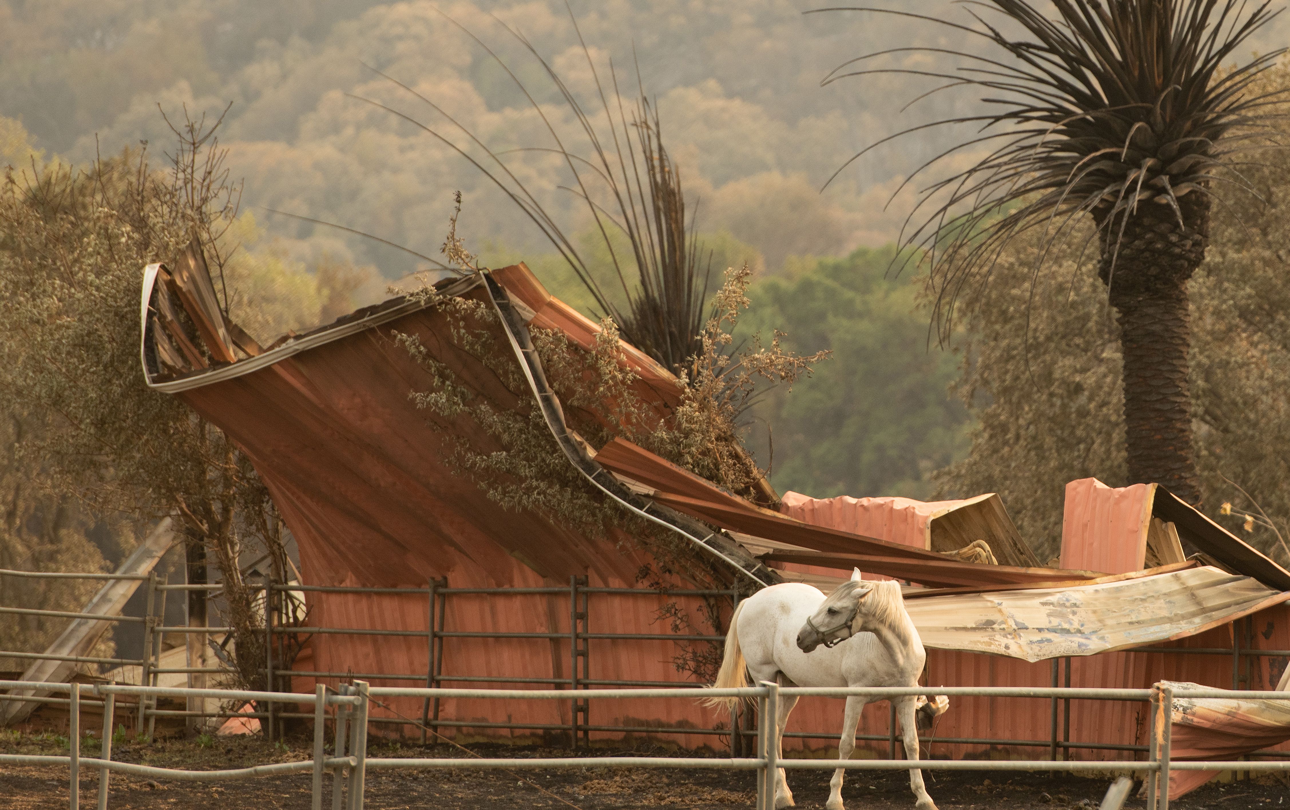A horse looks back towards a burned structure at the Yin Ranch Event And Conference Place during the LNU Lightning Complex fire in Vacaville, California on August 24, 2020. – Thousands of firefighters made small progress on August 24 as they battled to contain historic wildfires in California, with potentially dangerous lighting storms proving milder than expected and temperatures easing.<br />
Governor Gavin Newsom said some 625 fires were burning throughout the state and had scorched more than 1.2 million acres — nearly the size of the Grand Canyon. (Photo by JOSH EDELSON / AFP) (Photo by JOSH EDELSON/AFP via Getty Images)