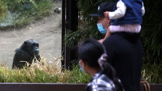 Visitors view a chimpanzee in its enclosure at the Oakland Zoo
