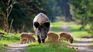 Wild boar with piglets foraging in the forest in spring in Germany