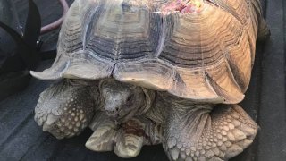 An injured tortoise that was struck on a highway in Central California.