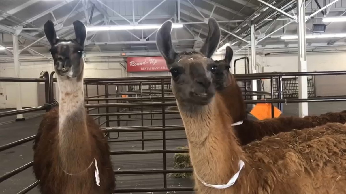 From Chickens to Llamas, Temporary Shelters Open to Animals Displaced