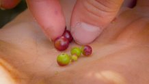 fingers select a ripe huckleberry from a dirty palm
